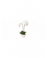 White orchid in white ceramic pot