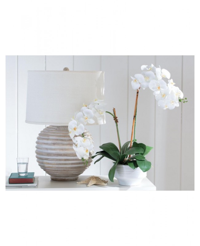 White orchid in white ceramic pot