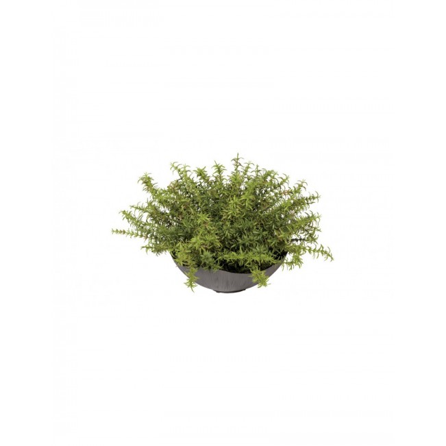 Grass in dark gray bowl