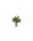 Eucalyptus in a stylish vase