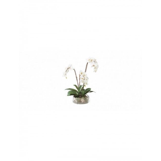 Three-stem white phalaenopsis in a clear glass bowl