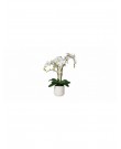 Phalaenopsis in a white ceramic pot*6