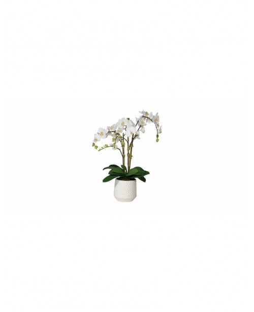 Phalaenopsis in a white ceramic pot*6