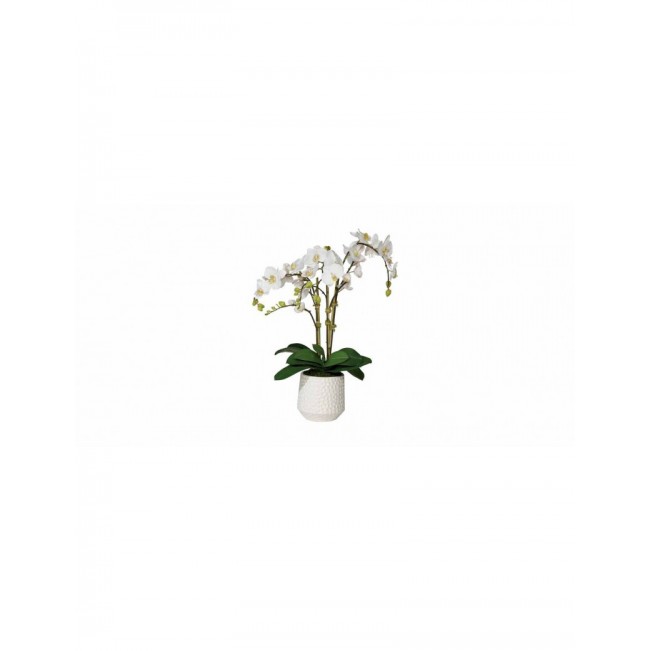 Phalaenopsis in a white ceramic pot*6